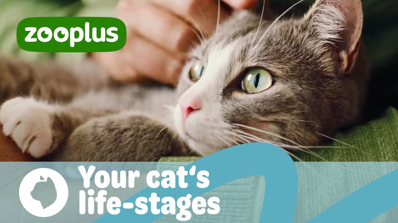 Your cat’s life-stages: from kitten to adult to senior cat | zooplus Magazine
