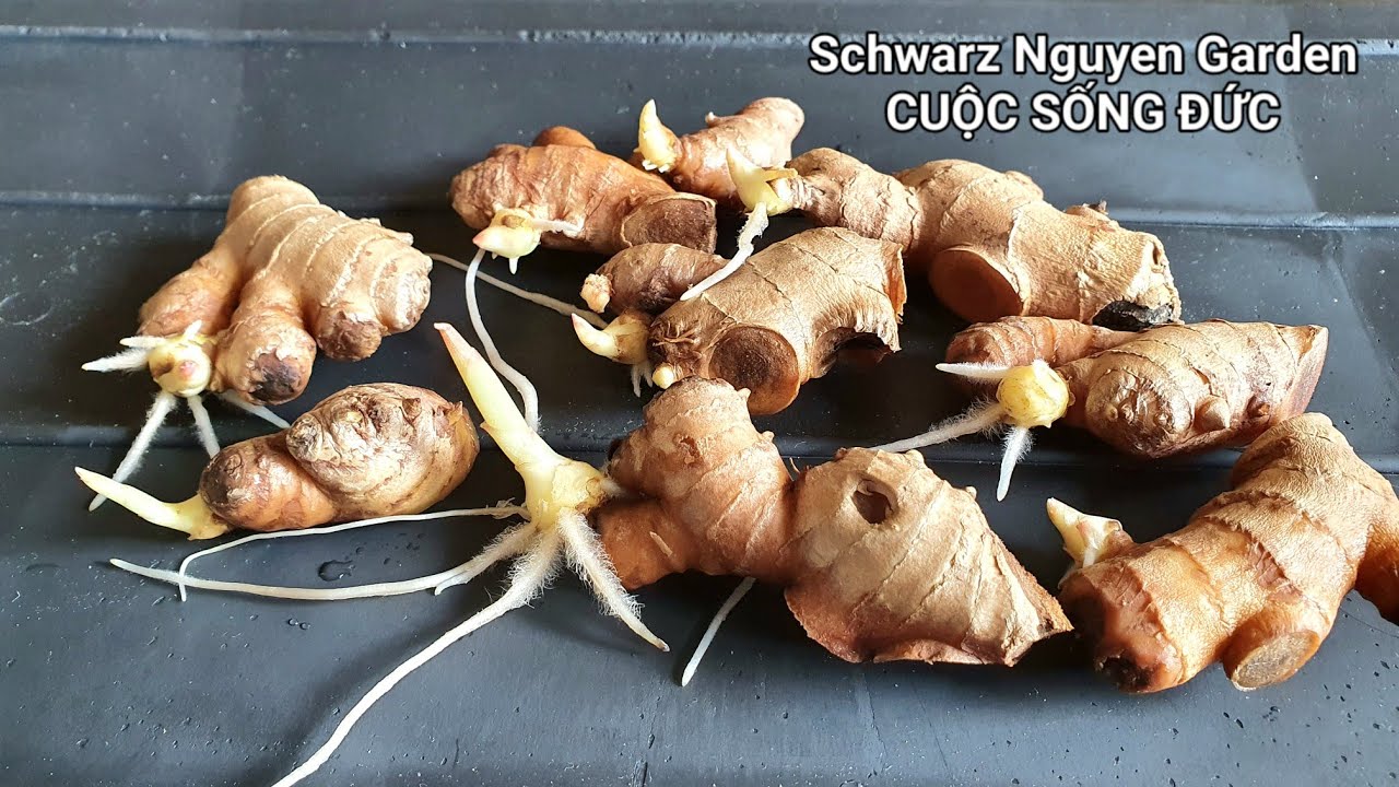 Ươm và trồng gừng từ củ gừng mua ở siêu thị, how to grow ginger at home from ginger in suppermarkt