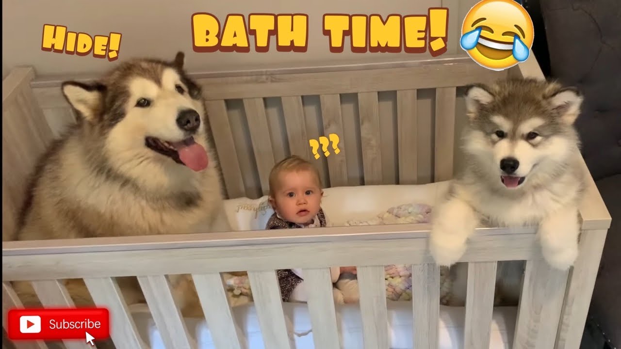 Giant Sulking Dog Does Everything To Avoid Bath! He Hides In The Crib!! (SO CUTE!!)