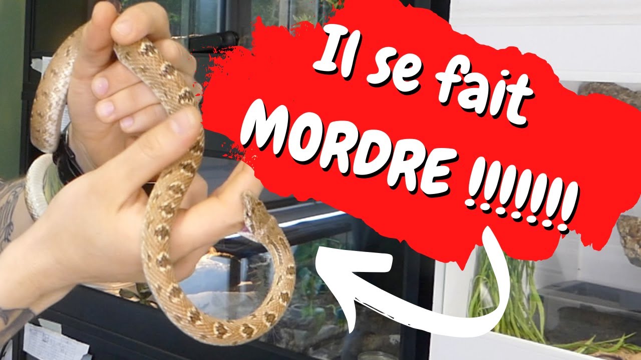 VISITE ABONN&Eacute; : SERPENT VENIMEUX, COULEUVRES, L&Eacute;ZARDS, MORSURE ... - REPTI'STORE