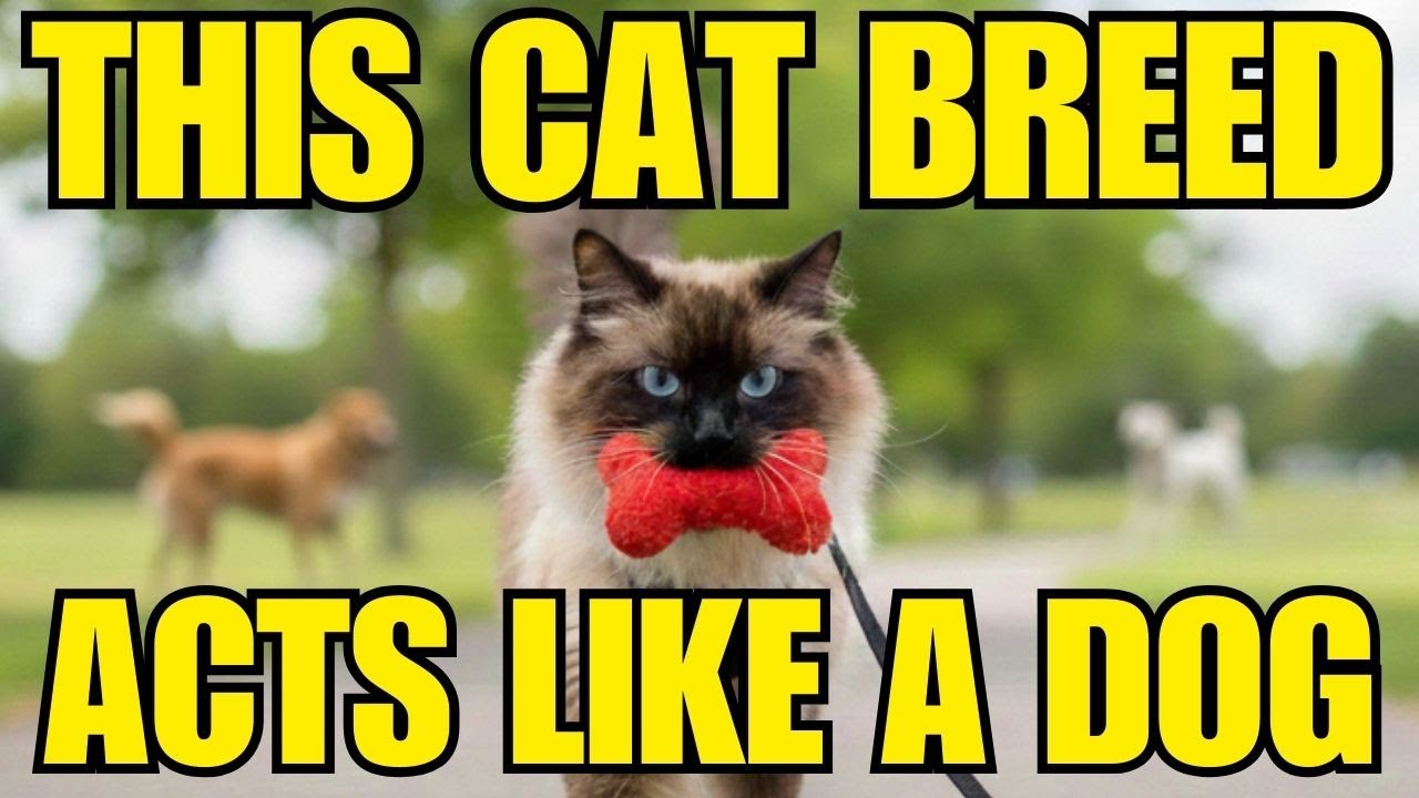 8 Ways My Cat is Actually a Dog (the World's Most Dog-Like Breed?)