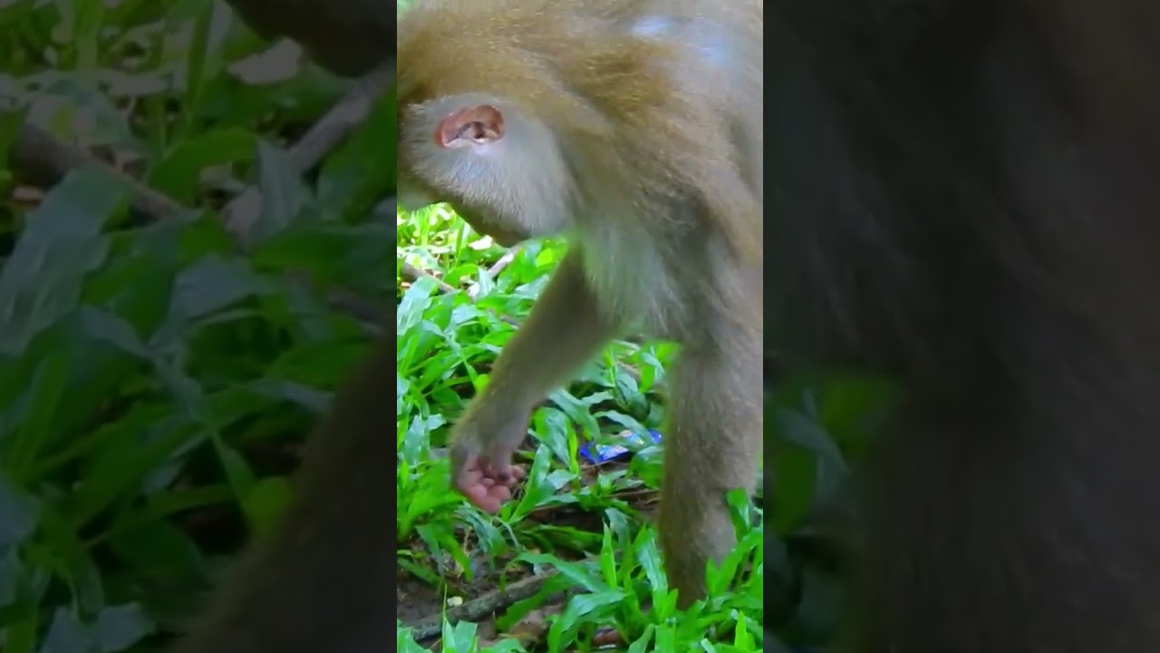 Super cute 😍 & Cool baby monkey #monkey #animal #fyp #love #foryou #shorts #video #fb #reels