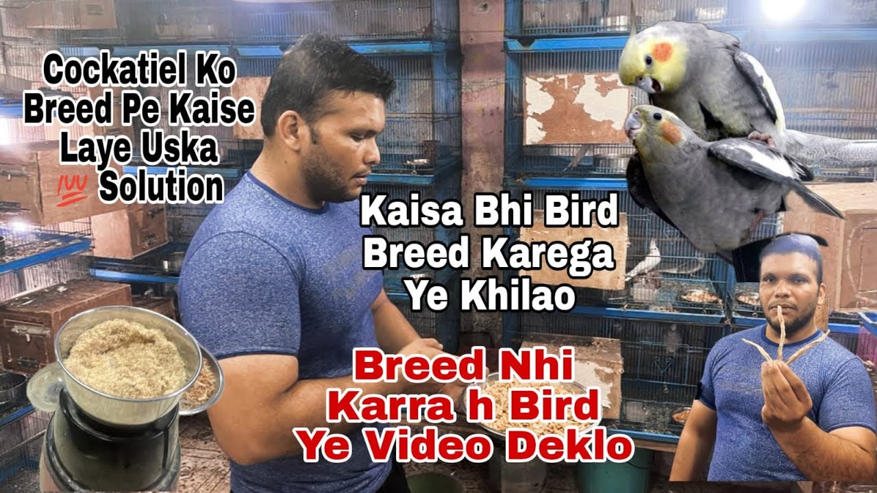 Bird Mating Nhi Kar Rahe kya kare | Cocktail Parrot Breeding & Matting Tips in Hindi @ShehbazBirds