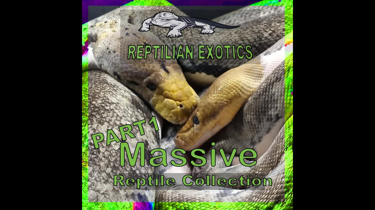 Massive Reptile Collection Tour