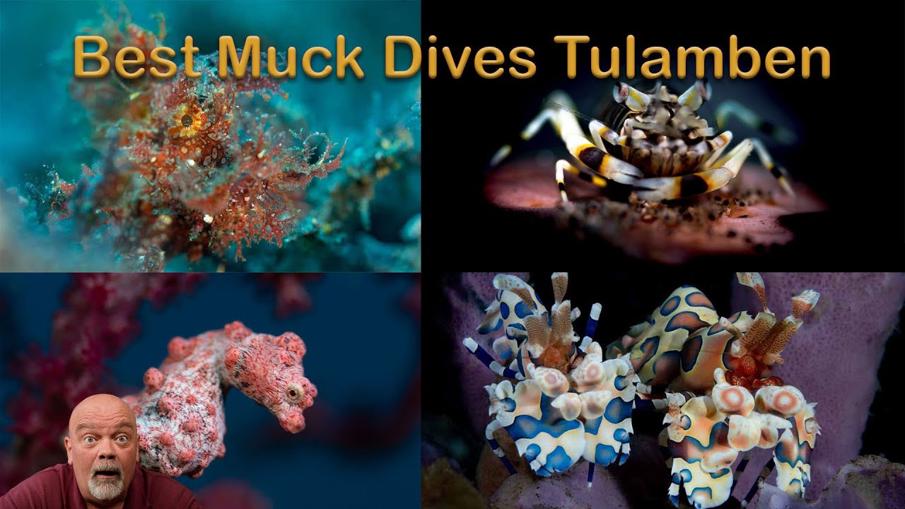 The 6 best muck dive sites in Tulamben