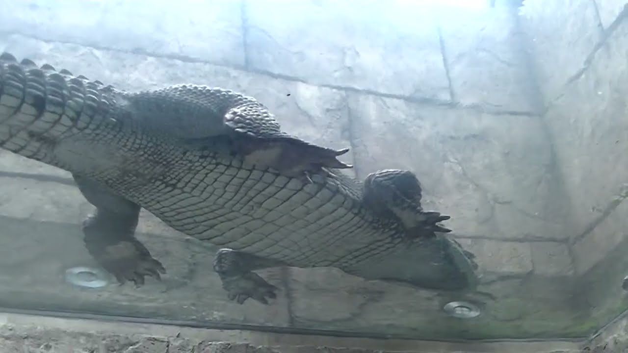 沖縄　子供の国　新エリア！！　ワニが上に〜！？