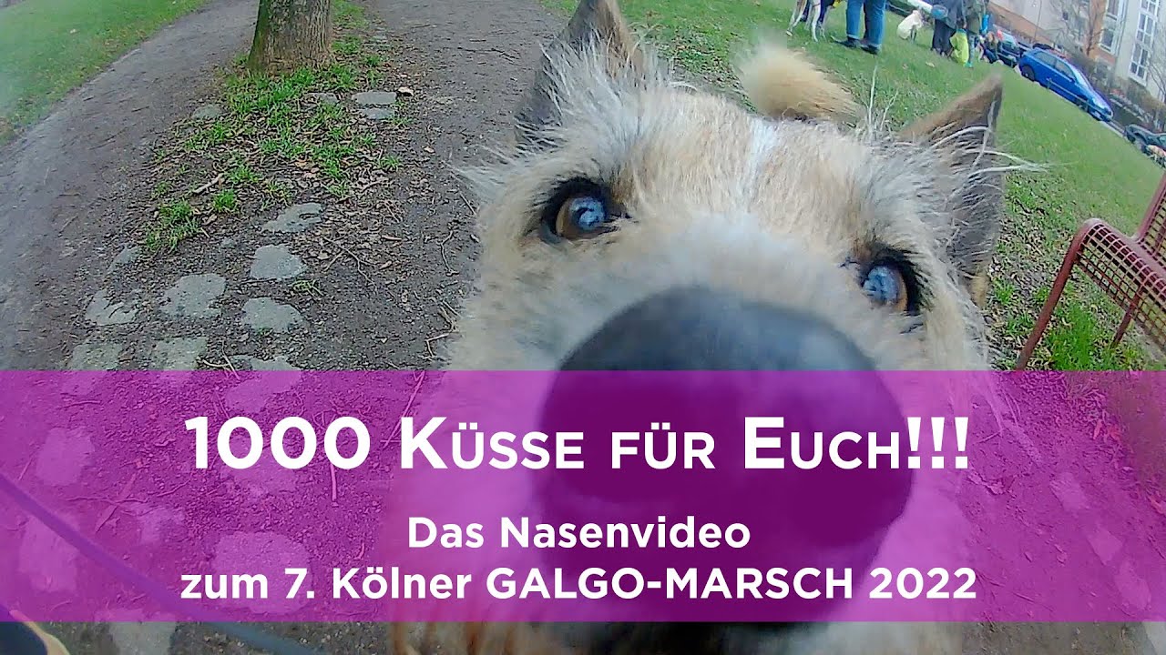 Das Nasenvideo zum 7. Kölner Galgo-Marsch 2022