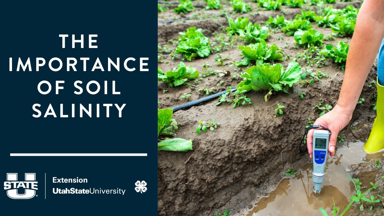 The Importance of Soil Salinity
