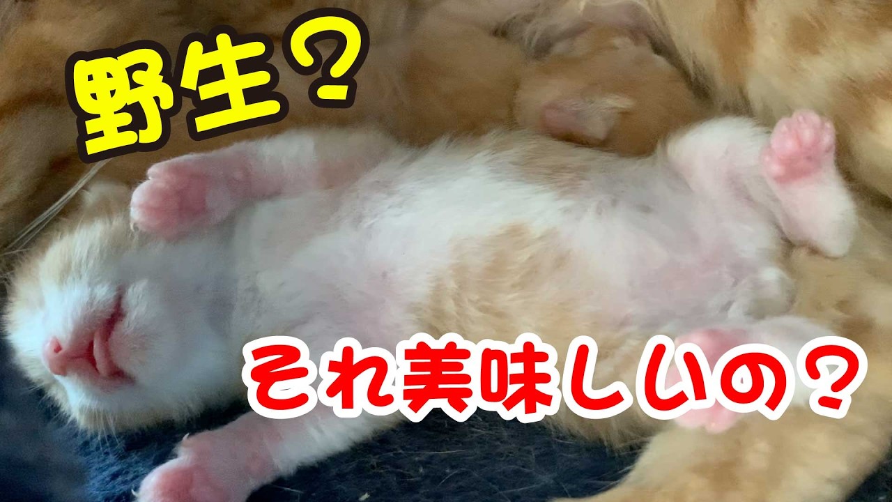 【こんなの見たことない】無限子猫。猫バーの天使がかわいすぎた｜職業かわいい〜GONZOちゃんねる〜