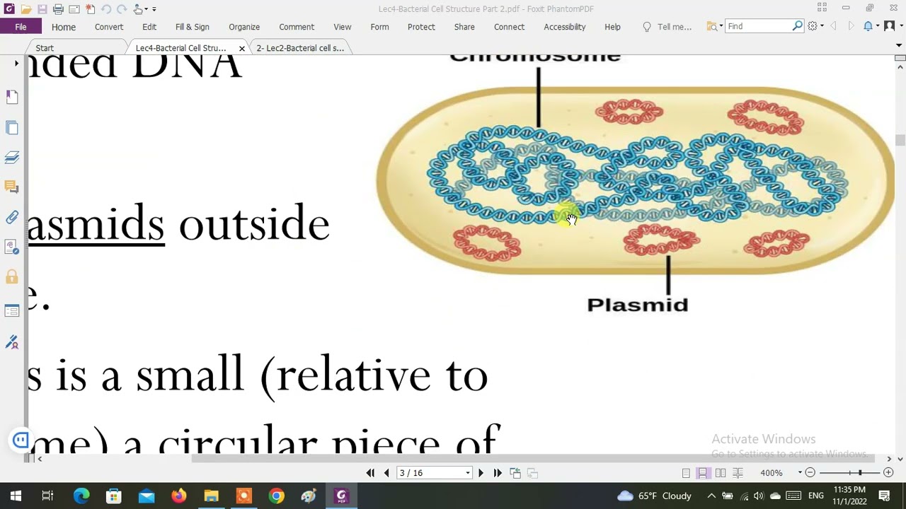 University of Basra - College of Medicine - 3rd stage - Bacteria 🦠 L2 part 2