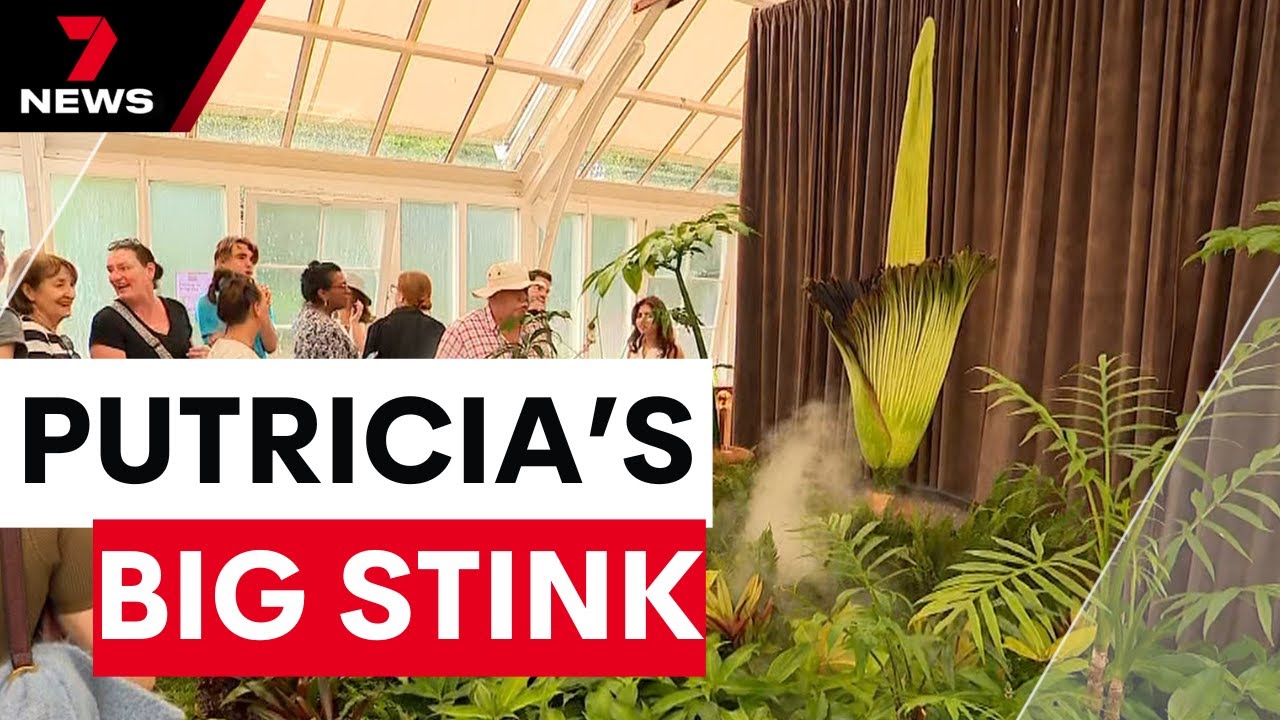 Putricia the corpse flower begins to bloom in Sydney’s Royal Botanic Garden | 7NEWS