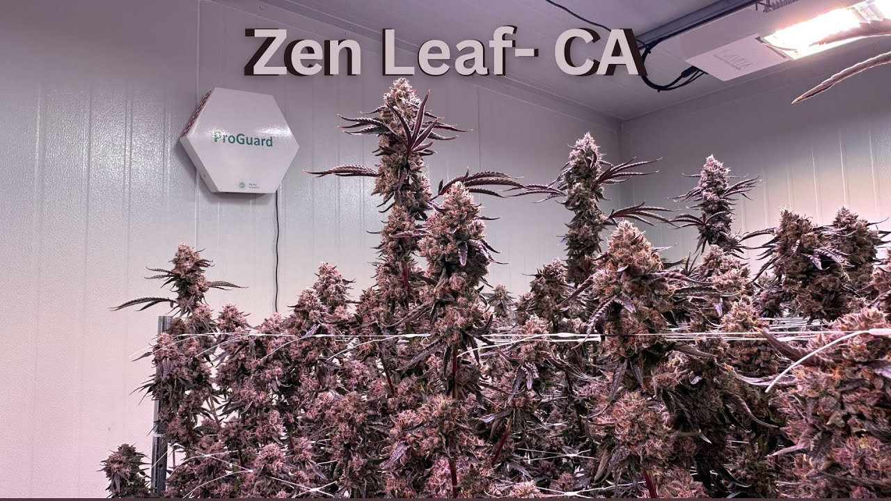 Zen Leaf- CA