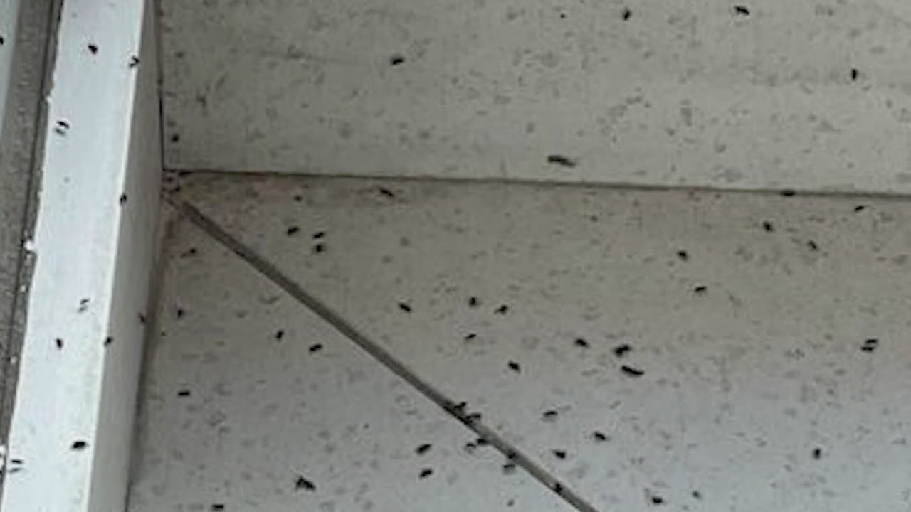 Elm seed bugs are taking over Loveland homes, businesses