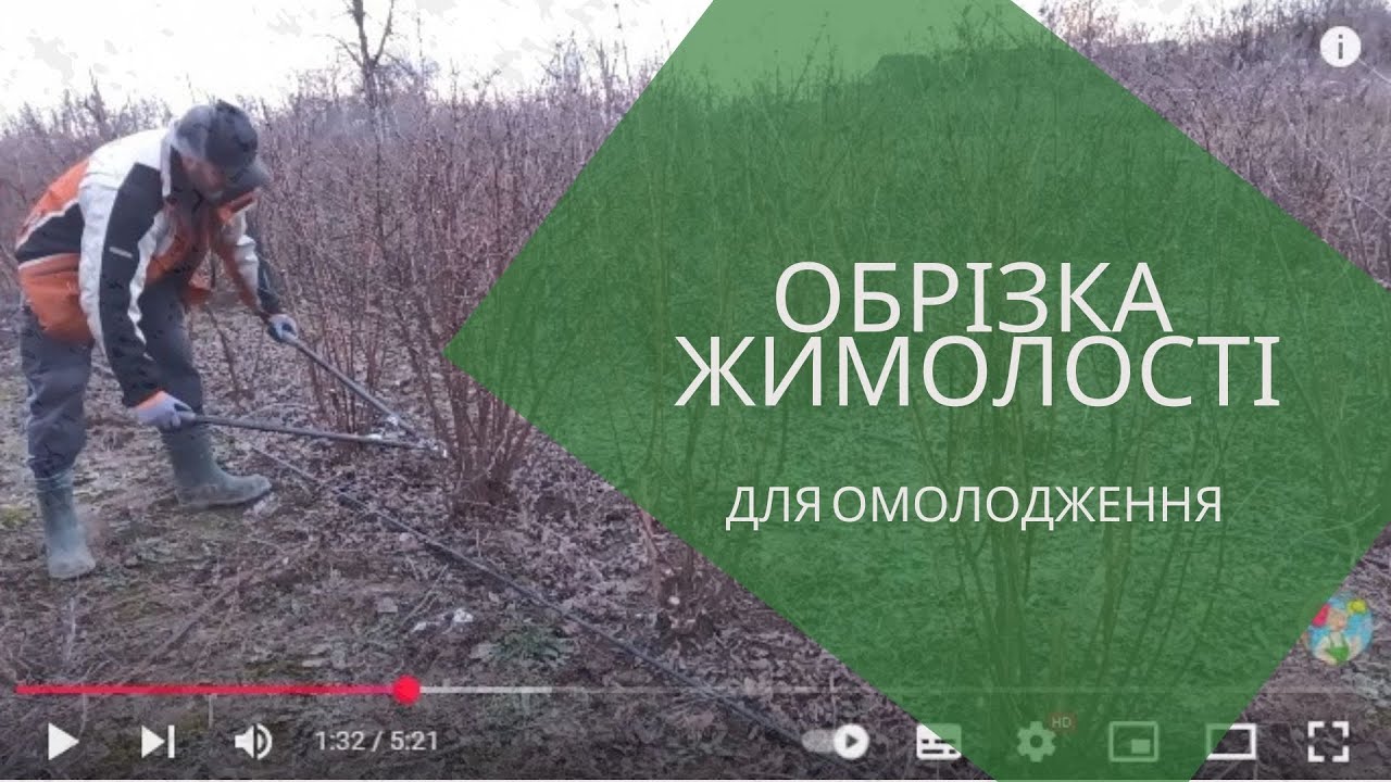 #обрізка жимолості, для омолодження куща. #садівництво #сад #жимолость