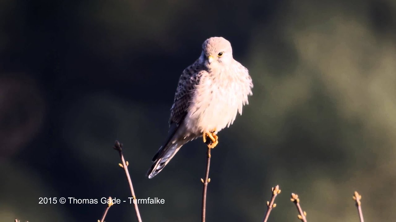 Turmfalke auf einem Zweig