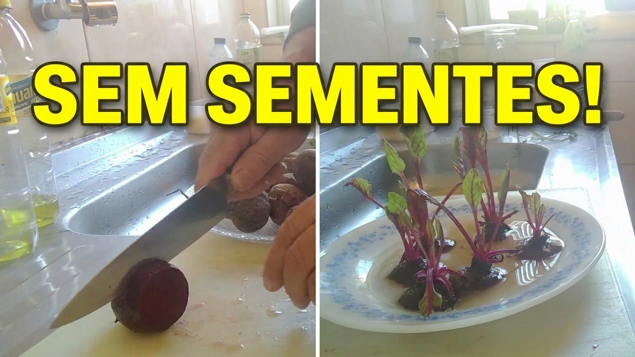 Como plantar Beterraba sem usar semente
