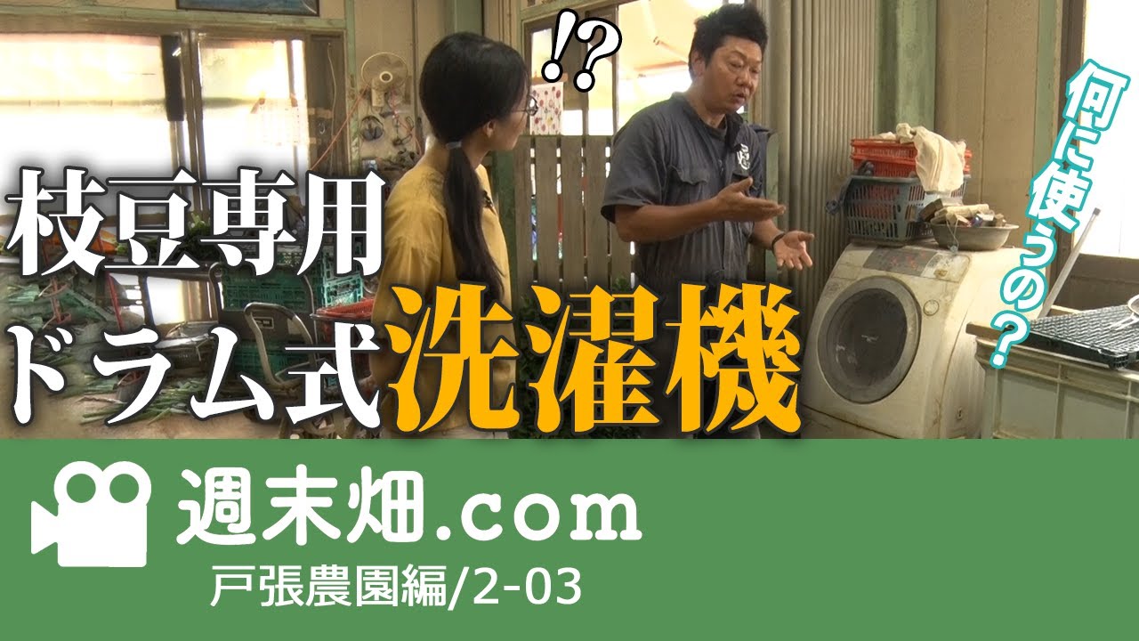 洗った枝豆がすぐ乾く、枝豆農家はみんなやってる？全自動洗濯機でお手軽速乾 | やってみた系の動画じゃありません！| 戸張農園03