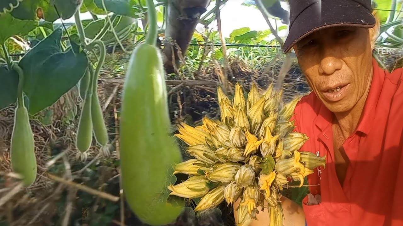 Thu hoạch bông bí rộ|Cao Đỏ Vlog