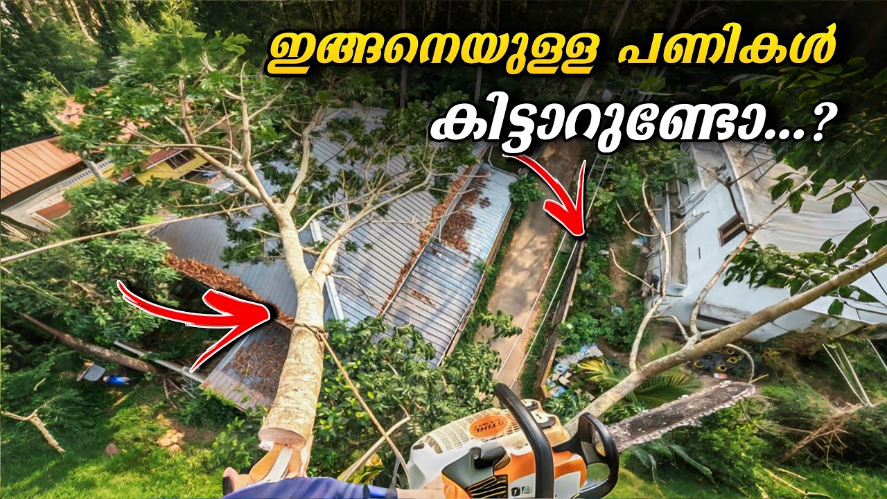 മുറി തെറ്റിയാൽ ലൈനോ വീടോ പോയേക്കാം 😮‼️ RISKY TREE CUTTING | Village woodpecker
