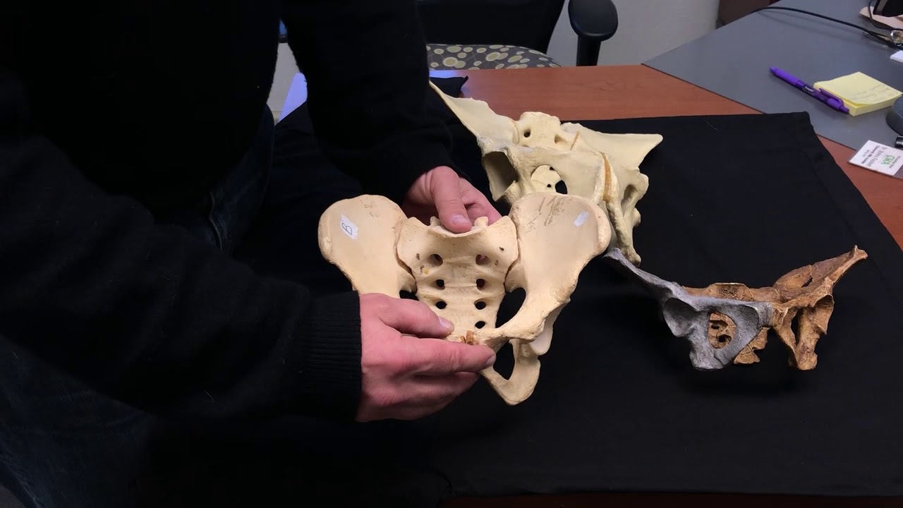 Bipedalism: Pelvis