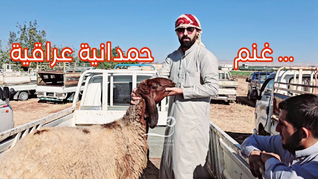 28/ 6 اليوم صورنا غنم حمدانية عراقية وغنم حمص وغنم إدلب و الرقة و حماة وأسعار اللحم وحركة السوق