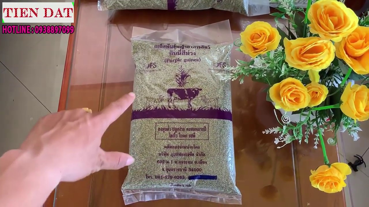 Giới thiệu bao b&igrave; hạt giống cỏ sả l&aacute; nhỏ - Ghine TD58 đến b&agrave; con - Giống cỏ chăn nu&ocirc;i