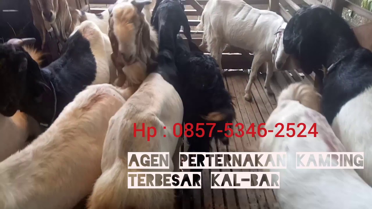 Jual Kambing di Pontianak WA 0857-5346-2524