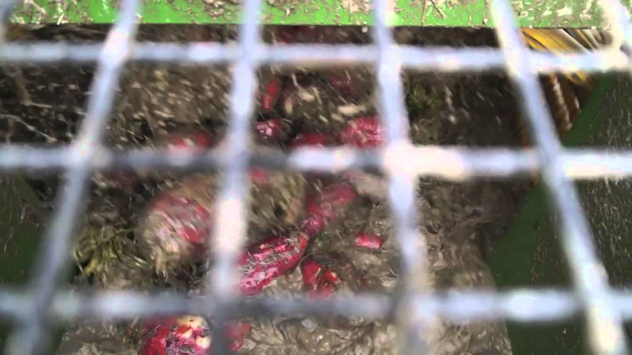 Cross Agricultural Engineering RHINO New Zealand Beet Washing