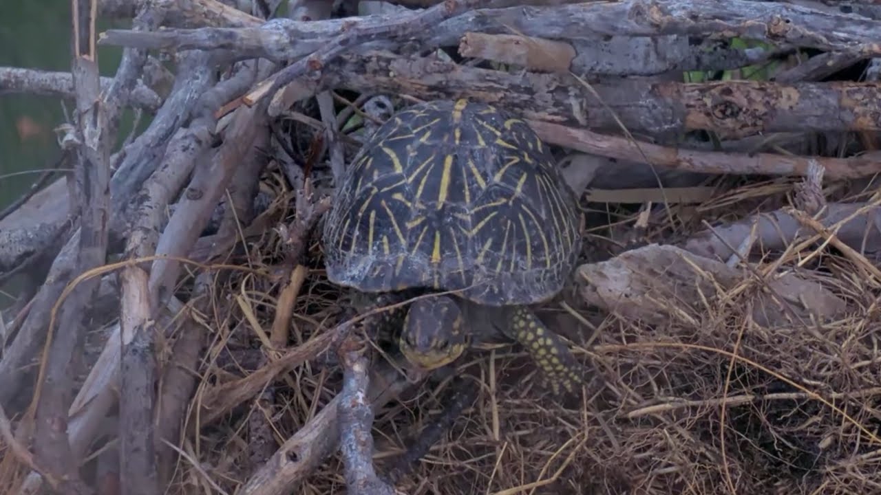 Turtle jump and escapes from eagles nest | Captiva Eagle Cam | May 5, 2025