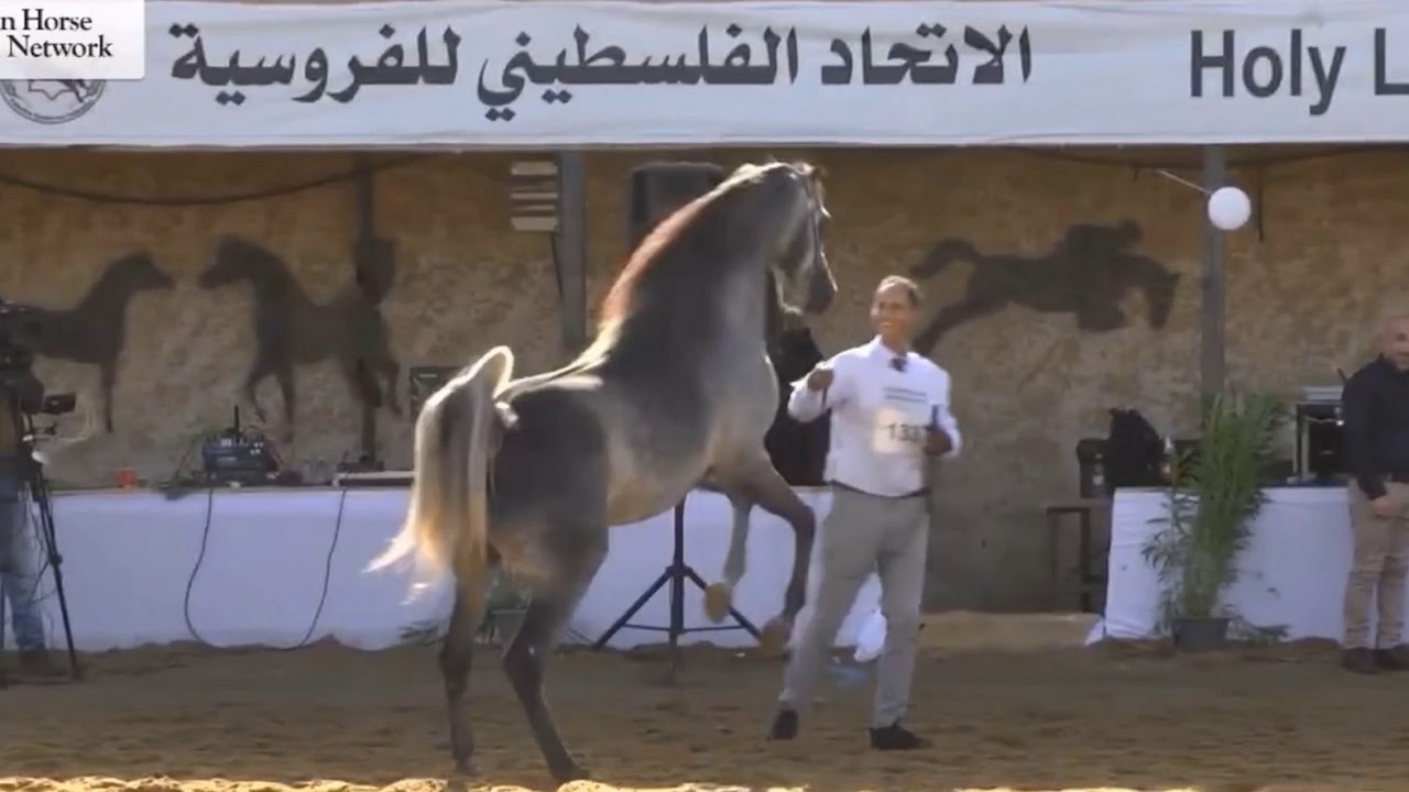 دالاس( اليهاندرو X دوبرفكا بنت بادرون سايكي )