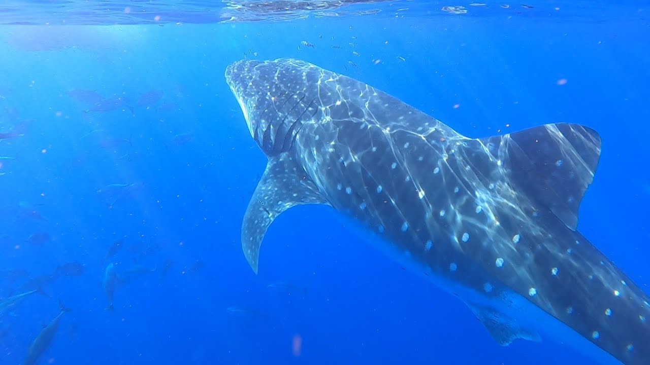 HUGE Whale Shark Encounter