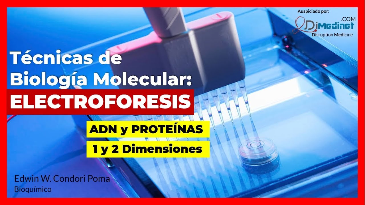 🔴 FUNDAMENTO DE LA ELECTROFORESIS DE ADN y PROTEÍNAS EN 1 y 2 DIMENSIONES 🔬🧬🧪