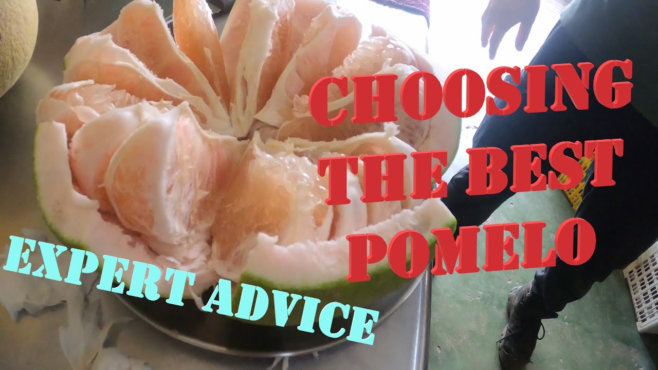 Choosing The Best Pomelo @TambunPomeloGoChinAgroFarm Ipoh Perak 🇲🇾