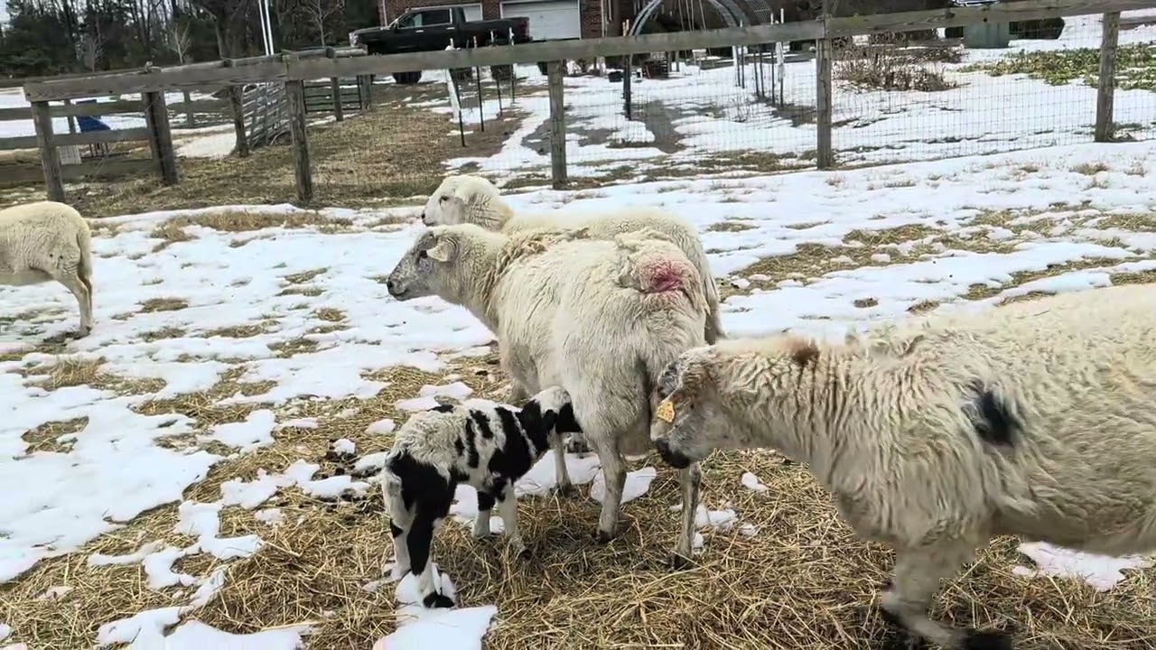 2601 goes out with the flock for first time.  