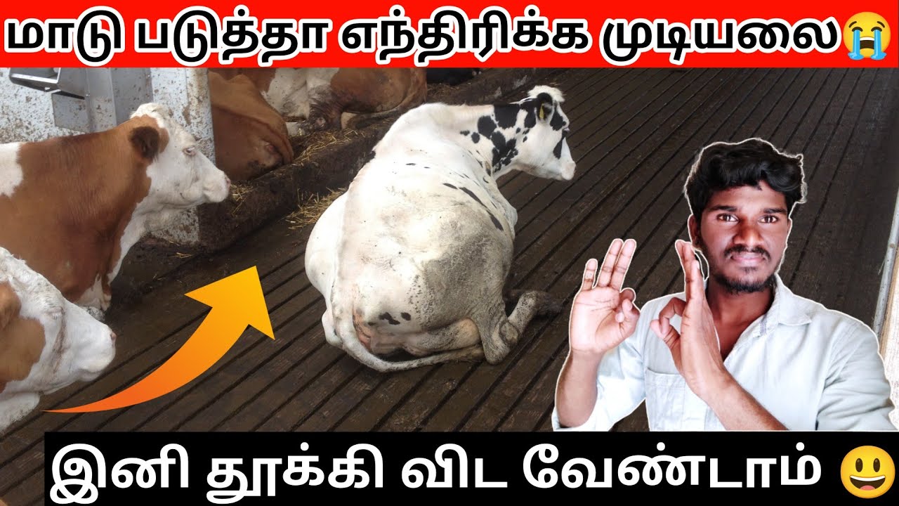 படுத்திருந்த மாடு எழுந்திருக்க வில்லையா|Downer cow syndrome-COW LIFTING STAND|மாடுகால்சியம் குறைபாடு