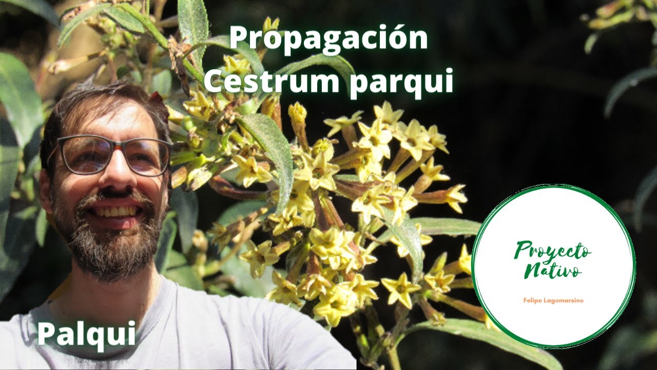 Propagación del palqui, Cestrum parqui, Proyecto Nativo
