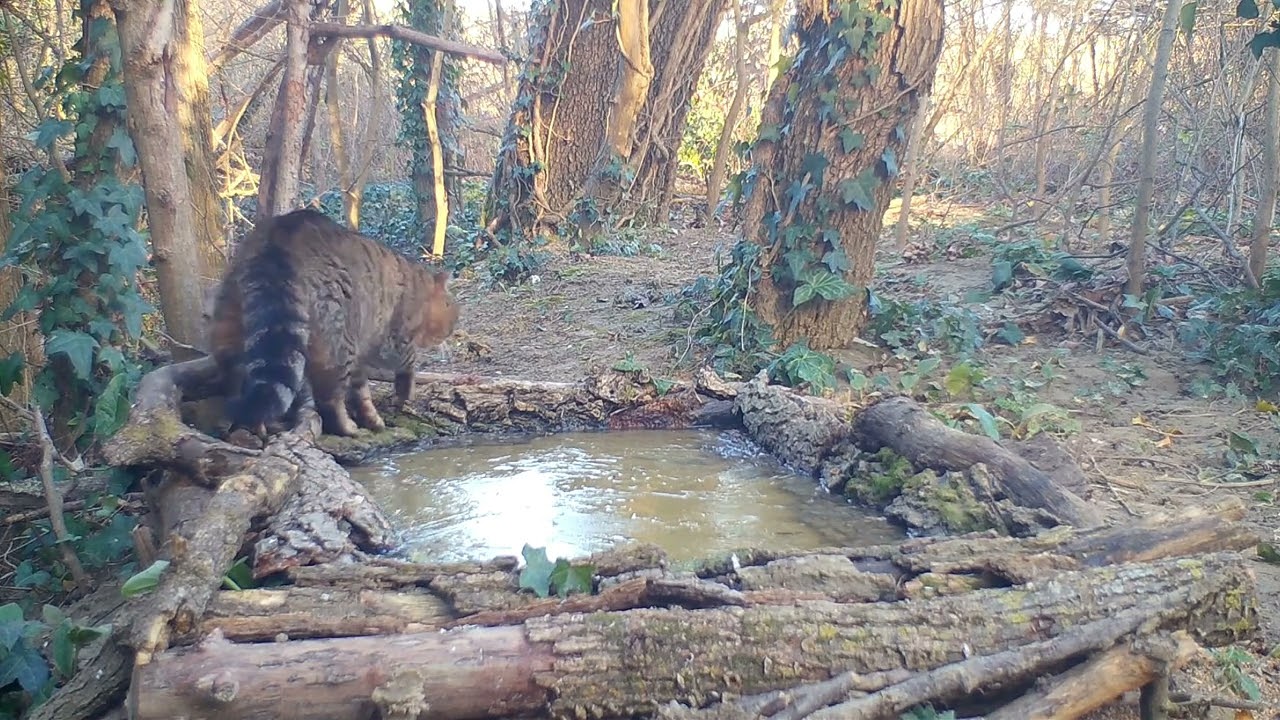 Gatto sì, ma randagio, selvatico o ibrido ?...