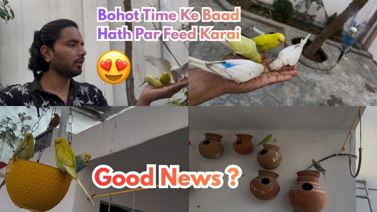 Kitna Maja ata hai hath par feed krane mai 🥰       #birds #pets #dog 
