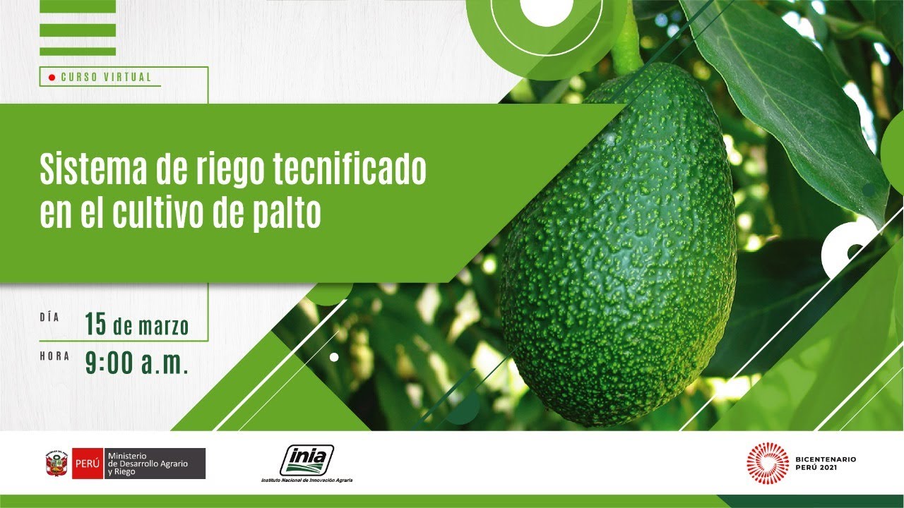 Sistema de riego tecnificado en el cultivo de palto