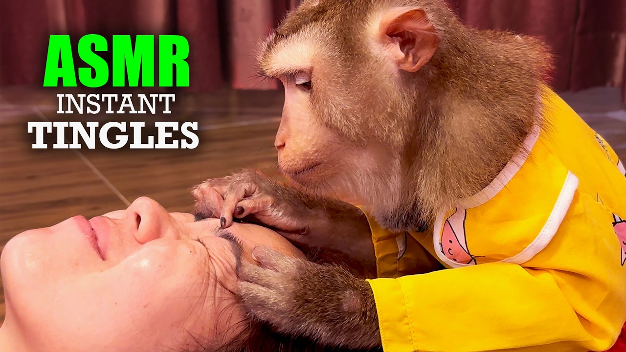 Judy's Sleep ASMR | Fall Asleep FAST With The Most TINGLY Monkey Hair Pick Sound