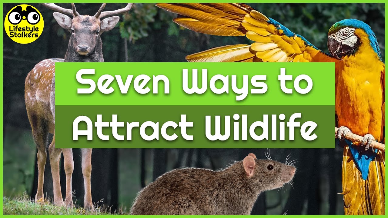 7 Ways to Attract Wildlife Into your Garden (Benefits)