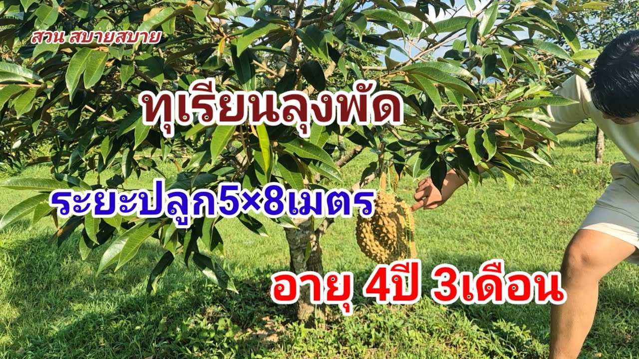 ทุเรียนระยะปลูก5×8เมตร Ep.340 : สวนสบายสบาย