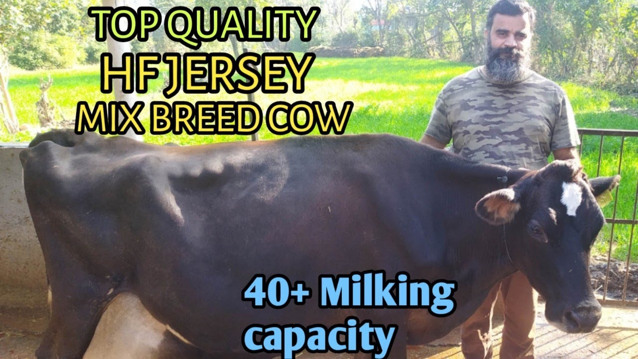 Top class Hf Jersey mix breed cow 40 litres milking capacity in himachal pradesh |jaswaldairyfarm|