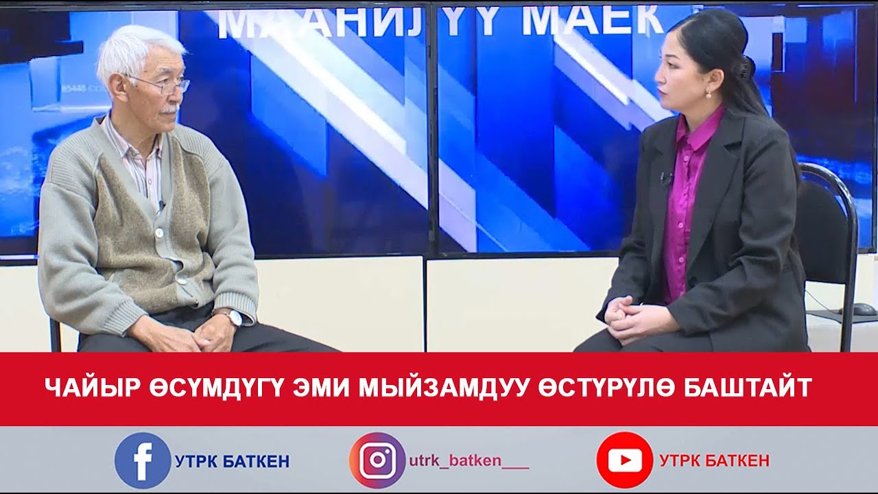 ЧАЙЫР ӨСҮМДҮГҮ ЭМИ МЫЙЗАМДУУ ӨСТҮРҮЛӨ БАШТАЙТ