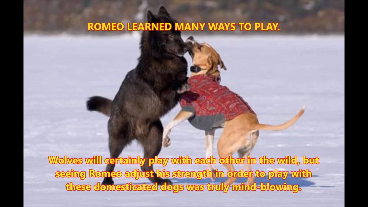 Story of a Wolf Named Romeo (True Story)