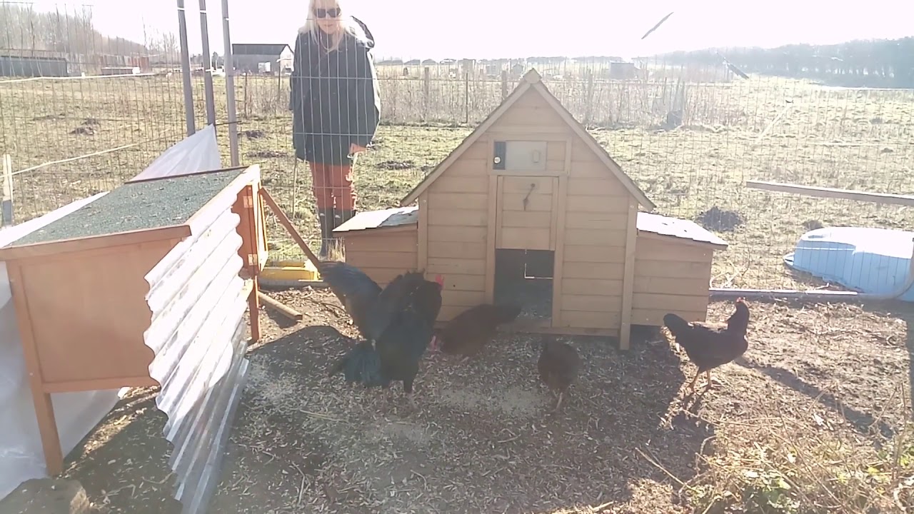 Rhode Island Red Breed Information
