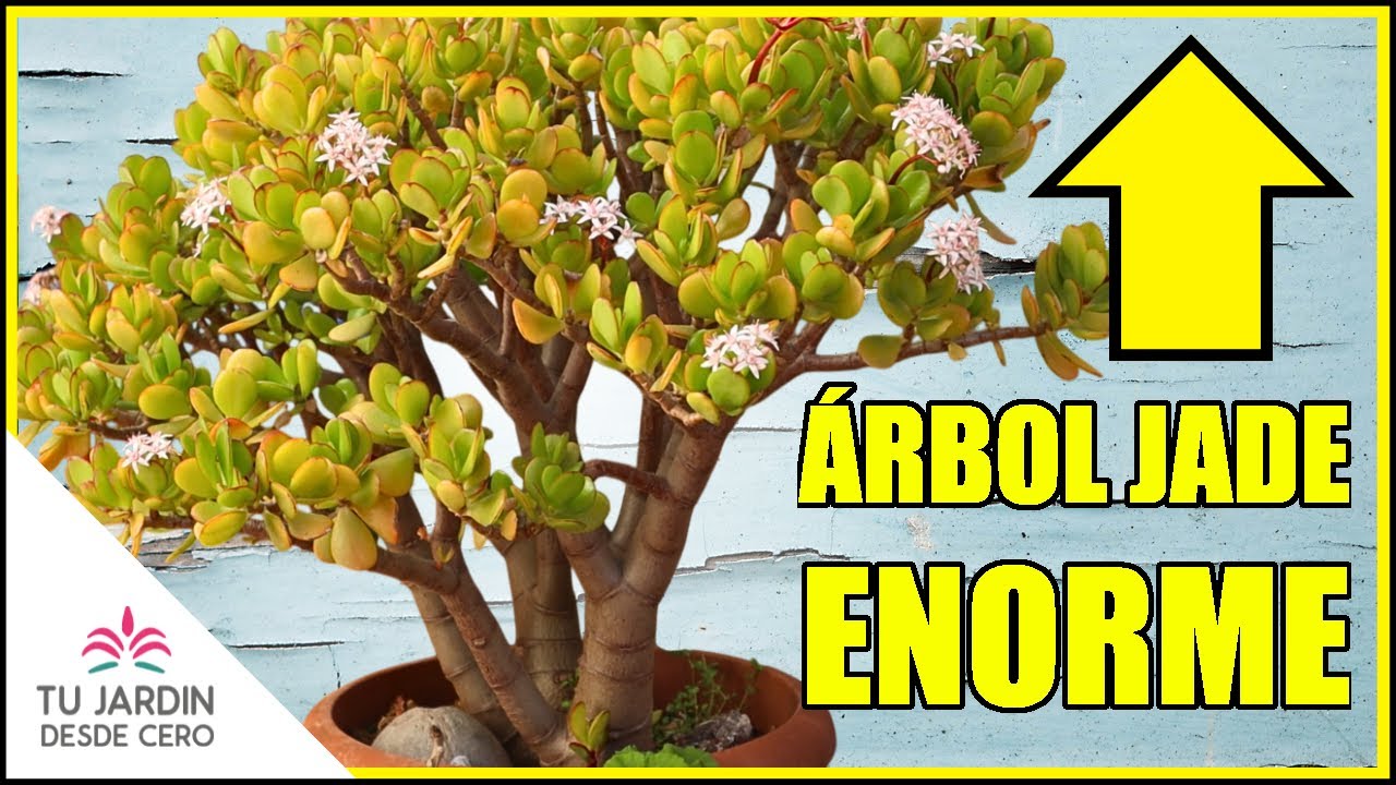 😱¿El SECRETO? CUIDADOS del Árbol de Jade para un GRAN CRECIMIENTO | Cuidados y ORIGEN Crassula ovata
