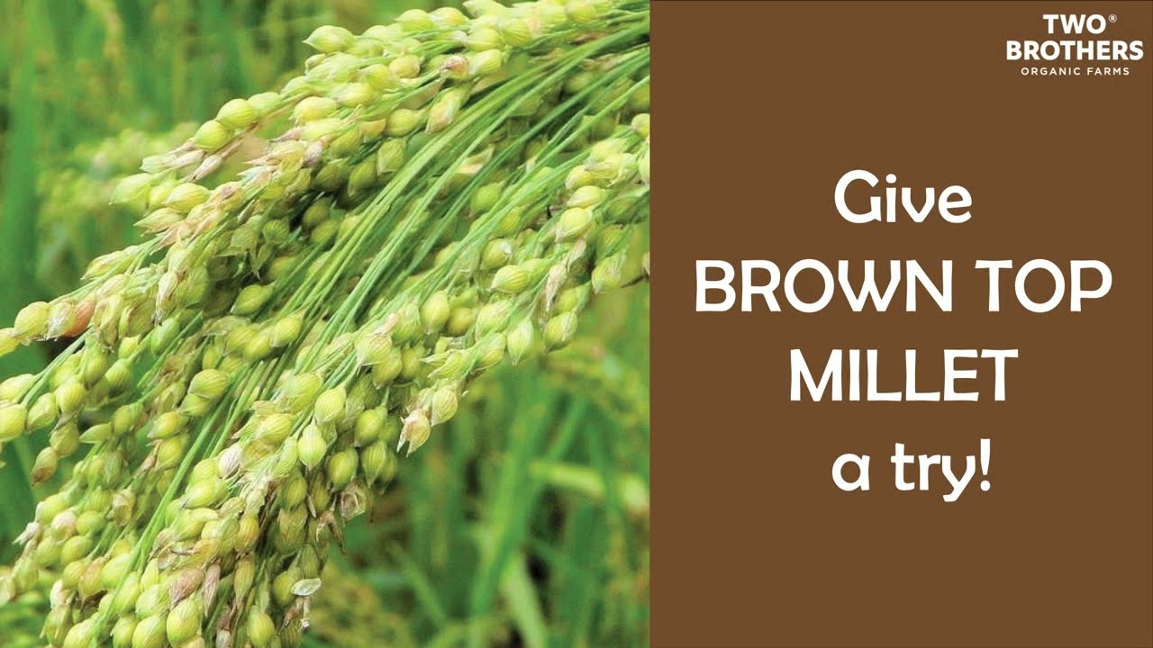 Brown Top Millet - Benefits, Uses, Nutrition, Recipes, and More