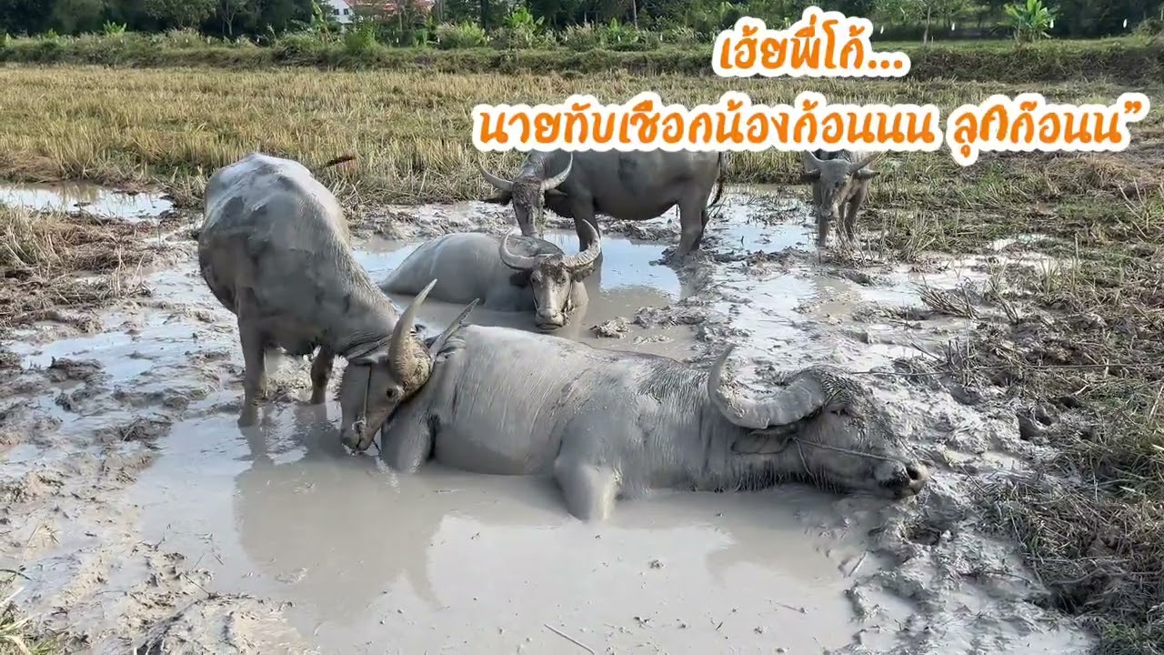 ดราม่าปลักควาย เมื่อพี่ใหญ่ลงเอง ใครก็ต้องลุก | When the boss lies down, everyone must move
