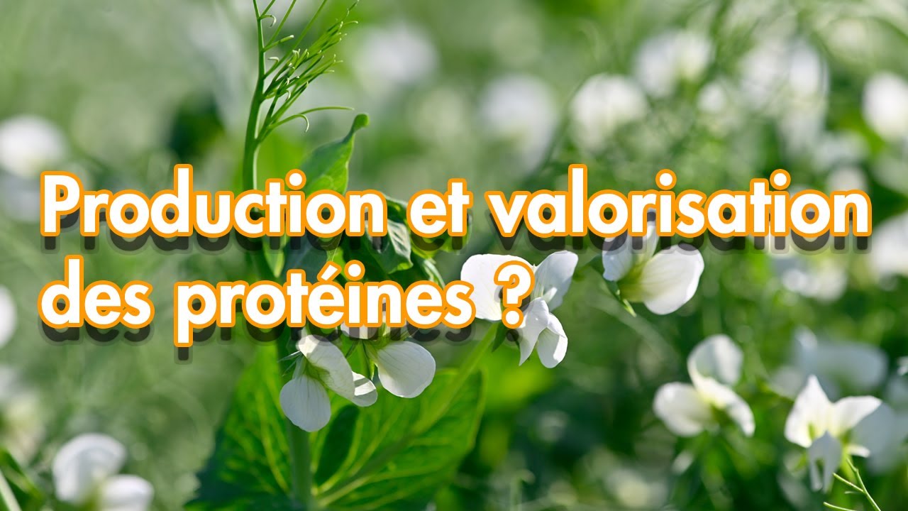 Protéines : des références pour trouver de nouveaux leviers - Rencontres Techniques de Terres Inovia
